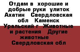 Отдам в “хорошие и добрые руки“ улиток Ахатин - Свердловская обл., Каменск-Уральский г. Животные и растения » Другие животные   . Свердловская обл.